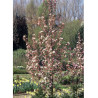 MALUS RED OBELISK®