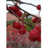 MALUS SUGAR TYME