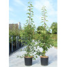 MALUS SUGAR TYME En pot de 12-15 litres forme baliveau hauteur 150-200 cm