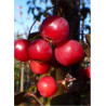 MALUS toringo SCARLETT
