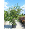 PRUNUS THE BRIDE En pot de 70-90 litres forme cépée