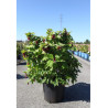 LEYCESTERIA formosa GOLDEN LANTERNSEn pot de 25-30 litres