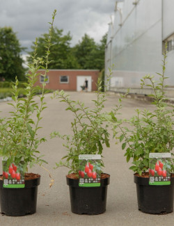 GOJI BIG LIFEBERRY En pot de 3-4 litres