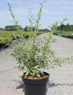 GOJI SWEET LIFEBERRY En pot de 3-4 litres