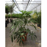 FATSIA polycarpa GREEN FINGERS En pot de 7-10 litres