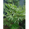 FATSIA polycarpa GREEN FINGERS