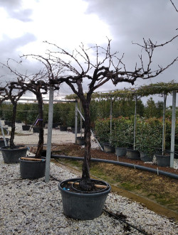 Topiaire (Plante taillée) - VIGNE DE TABLE