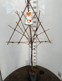 POMMIER En pot de 7-10 litres forme espalier en triangle hauteur totale 130-150 cm