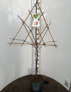 Poirier En pot de 7-10 litres forme espalier en triangle hauteur totale 130-150 cm