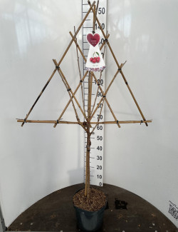 CERISIER En pot de 7-10 litres forme espalier en triangle hauteur totale 130-150 cm