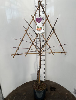 PRUNIER En pot de 7-10 litres forme espalier en triangle hauteur totale 130-150 cm