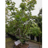 ACER japonicum VITIFOLIUM En pot de 35-50 litres