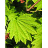 ACER japonicum VITIFOLIUM