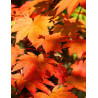 ACER japonicum VITIFOLIUM