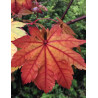 ACER japonicum VITIFOLIUM