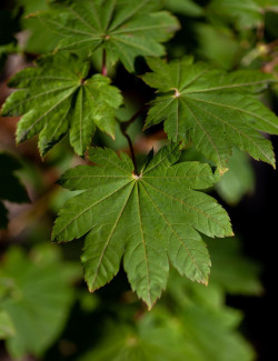 ACER japonicum VITIFOLIUM