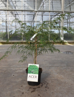 ACER palmatum DISSECTUM En pot de 4-5 litres