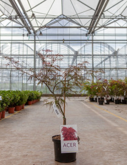 ACER palmatum DISSECTUM GARNET En pot de 4-5 litres