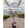 ACER palmatum DISSECTUM GARNET En pot de 4-5 litres