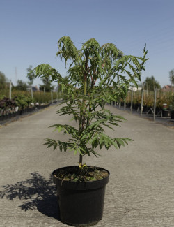 RHUS typhina DISSECTA En pot de 4-5 litres