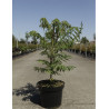 RHUS typhina DISSECTA En pot de 4-5 litres