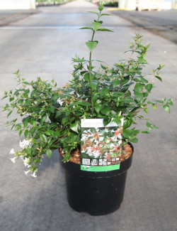 ABELIA grandiflora En pot de 3-4 litres