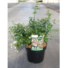 ABELIA grandiflora En pot de 3-4 litres