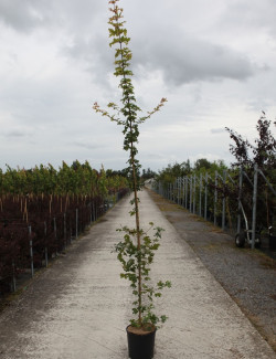 ACER campestre ELSRIJK En pot de 12-15 litres forme baliveau