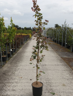 ACER campestre RED SHINE En pot de 12-15 litres forme baliveau