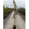 ACER campestre RED SHINE En pot de 12-15 litres forme baliveau