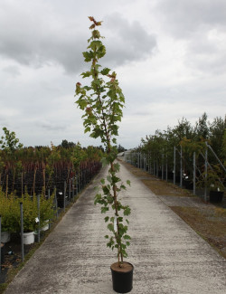 ACER campestre WILLIAM CALDWELL En pot de 12-15 litres forme baliveau hauteur
