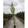 ACER campestre WILLIAM CALDWELL En pot de 12-15 litres forme baliveau hauteur