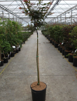 ACER palmatum SHAINA En pot de 12-15 litres forme tige hauteur du tronc 090-110 cm