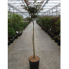 ACER palmatum SHAINA En pot de 12-15 litres forme tige hauteur du tronc 090-110 cm
