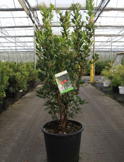 ARBUTUS unedo RUBRA En pot de 25-30 litres