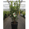 ARBUTUS unedo RUBRA En pot de 25-30 litres