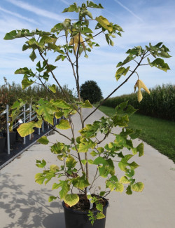 BROUSSONETIA papyrifera En pot de 15-20 litres