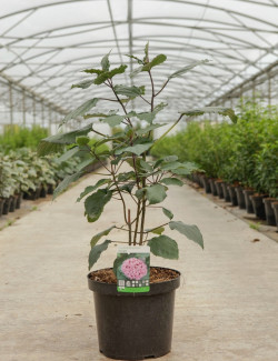 CLERODENDRUM bungei En pot de 10-12 litres