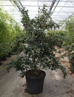 CAMELLIA sasanqua BLANC En pot de 35-50 litres