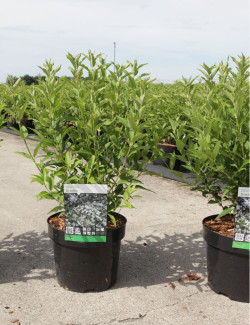 DEUTZIA gracilis En pot de 4-5 litres