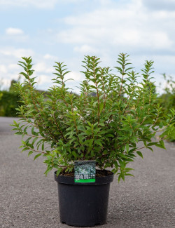 DEUTZIA gracilis En pot de 10-12 litres