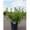 DEUTZIA gracilis En pot de 10-12 litres