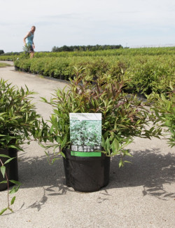 DEUTZIA gracilis NIKKO En pot de 3-4 litres