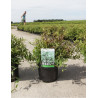 DEUTZIA gracilis NIKKO En pot de 3-4 litres