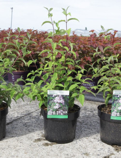 DEUTZIA hybrida MONT ROSE En pot de 4-5 litres