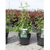 DEUTZIA hybrida MONT ROSE En pot de 4-5 litres