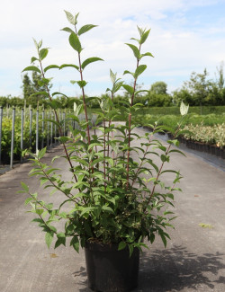 DEUTZIA hybrida MONT ROSE En pot de 10-12 litres