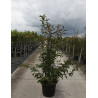 VIBURNUM bodnantense CHARLES LAMONT En pot de 30-35 litres