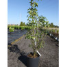 LABURNUM watereri VOSSII En pot de 15-20 litres