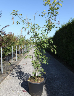 LABURNUM watereri VOSSII En pot de 25-30 litres